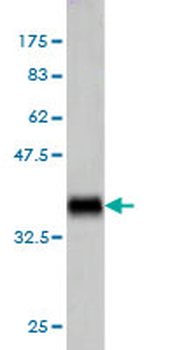 TNFSF14 monoclonal antibody (M01), clone 4E3