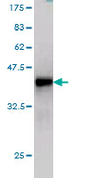 SNX4 monoclonal antibody (M01), clone 4H8