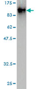 EIF4G3 monoclonal antibody (M01), clone 1B4