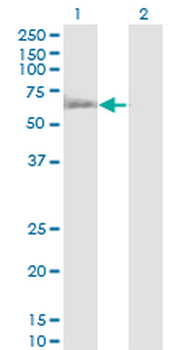 RUVBL1 monoclonal antibody (M01), clone 3G4-1F8