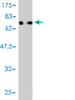 RUVBL1 monoclonal antibody (M01), clone 3G4-1F8