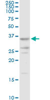 AKR7A2 MaxPab rabbit polyclonal antibody (D01)