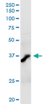 AKR7A2 MaxPab rabbit polyclonal antibody (D01)