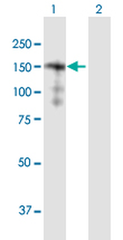 SORBS2 purified MaxPab mouse polyclonal antibody (B01P)