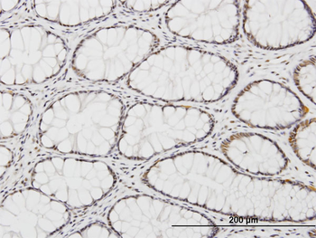 KLF11 monoclonal antibody (M03), clone 10D8