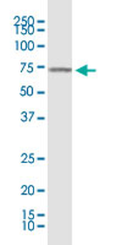 KLF11 monoclonal antibody (M03), clone 10D8