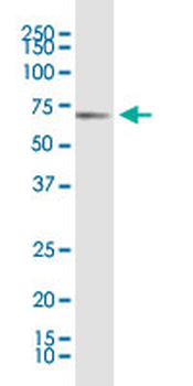 KLF11 monoclonal antibody (M03), clone 10D8