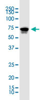 KLF11 monoclonal antibody (M03), clone 10D8