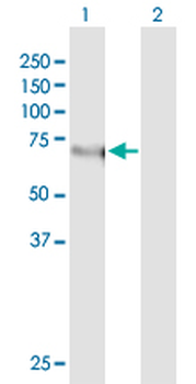 KLF11 monoclonal antibody (M03), clone 10D8