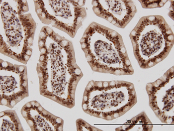 KLF11 monoclonal antibody (M01), clone 8F4