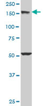 EEA1 monoclonal antibody (M03), clone 2G2