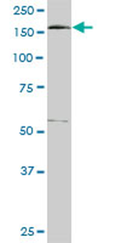 EEA1 monoclonal antibody (M02A), clone 1D4