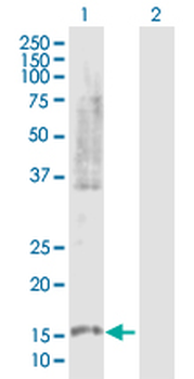 PLA2G10 purified MaxPab rabbit polyclonal antibody (D01P)