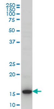 HIST1H3D monoclonal antibody (M01), clone 1D8