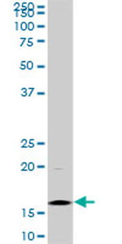 HIST1H3D monoclonal antibody (M01), clone 1D8
