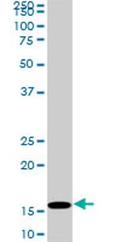 HIST1H3D monoclonal antibody (M01), clone 1D8