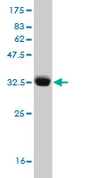 HIST1H3D monoclonal antibody (M01), clone 1D8