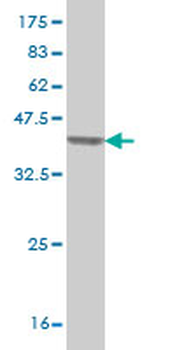 SF3A2 monoclonal antibody (M01), clone 3B6