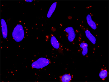 FZD5 monoclonal antibody (M01), clone 6A3