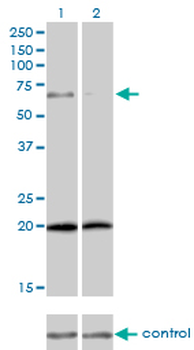 ZYX monoclonal antibody (M01), clone 2C10-4A7