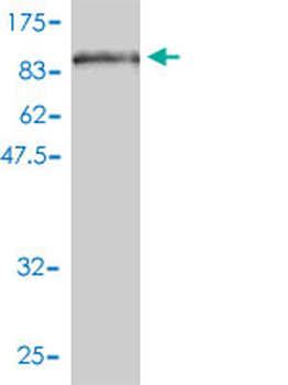 ZYX monoclonal antibody (M01), clone 2C10-4A7