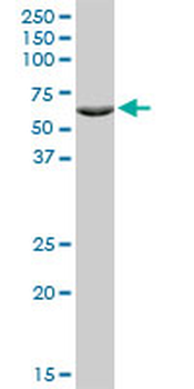 ZNF133 monoclonal antibody (M01), clone 1C6
