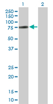 ZNF131 purified MaxPab mouse polyclonal antibody (B01P)