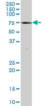 ZNF131 purified MaxPab mouse polyclonal antibody (B01P)