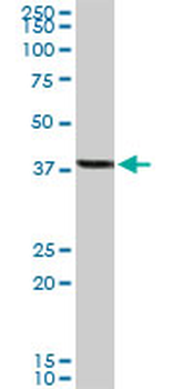 YY1 purified MaxPab rabbit polyclonal antibody (D01P)