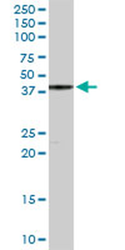 YY1 purified MaxPab rabbit polyclonal antibody (D01P)