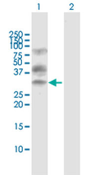 XBP1 MaxPab rabbit polyclonal antibody (D01)