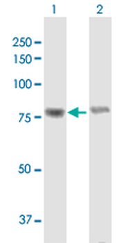 WHSC1 purified MaxPab mouse polyclonal antibody (B01P)