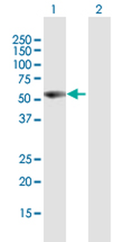 VIM purified MaxPab mouse polyclonal antibody (B01P)