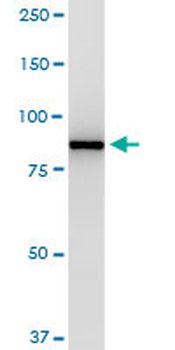 VCP monoclonal antibody (M03), clone 4A8