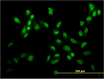 USF2 monoclonal antibody (M03), clone 6A9