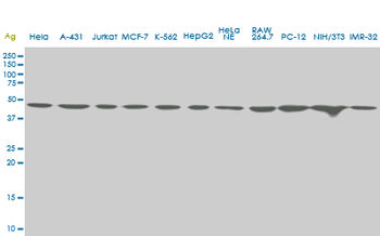 USF2 monoclonal antibody (M03), clone 6A9