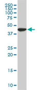 USF2 monoclonal antibody (M03), clone 6A9