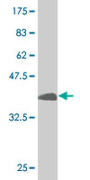 USF2 monoclonal antibody (M03), clone 6A9