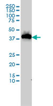 USF1 monoclonal antibody (M02), clone 2A7