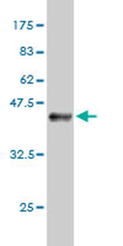 USF1 monoclonal antibody (M02), clone 2A7