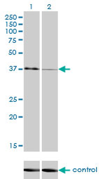 USF1 monoclonal antibody (M01), clone 3F6
