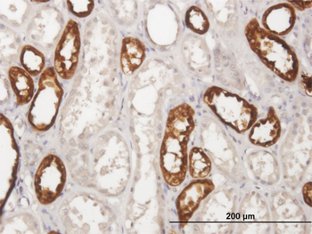 UMOD purified MaxPab mouse polyclonal antibody (B01P)