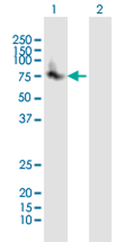 UMOD purified MaxPab mouse polyclonal antibody (B01P)