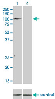 TYRO3 monoclonal antibody (M05), clone 4F6