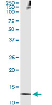 TXN monoclonal antibody (M01), clone 2A7