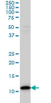 TXN monoclonal antibody (M01), clone 2A7