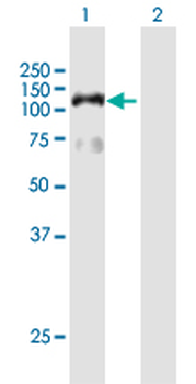 HIRA purified MaxPab mouse polyclonal antibody (B01P)