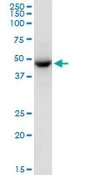 TUFM purified MaxPab mouse polyclonal antibody (B01P)