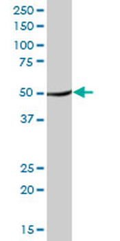 TUFM purified MaxPab mouse polyclonal antibody (B01P)