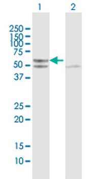 TUFM purified MaxPab mouse polyclonal antibody (B01P)